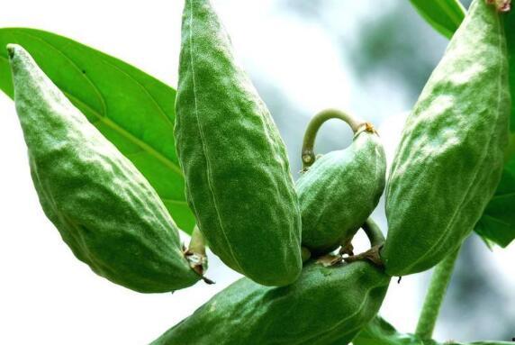 吃牛角瓜中毒,揭秘神秘瓜果的潜在风险