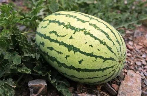 衡阳打架吃瓜,吃瓜群众围观背后的真相